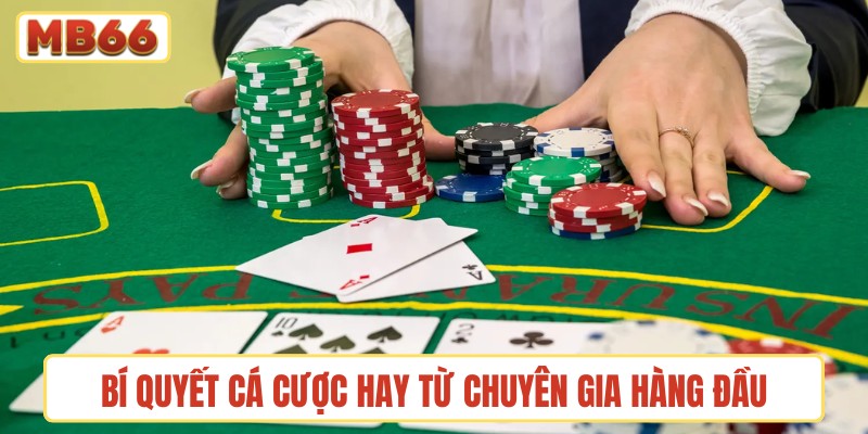 Bí quyết cá cược hay từ chuyên gia hàng đầu