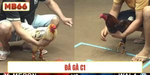 Đá gà C1