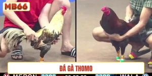Đá gà Thomo