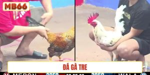 Đá gà tre