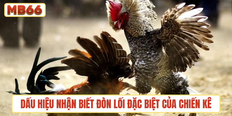 Dấu hiệu nhận biết đòn lối đặc biệt của chiến kê