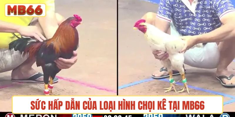Sức hấp dẫn của loại hình chọi kê tại MB66