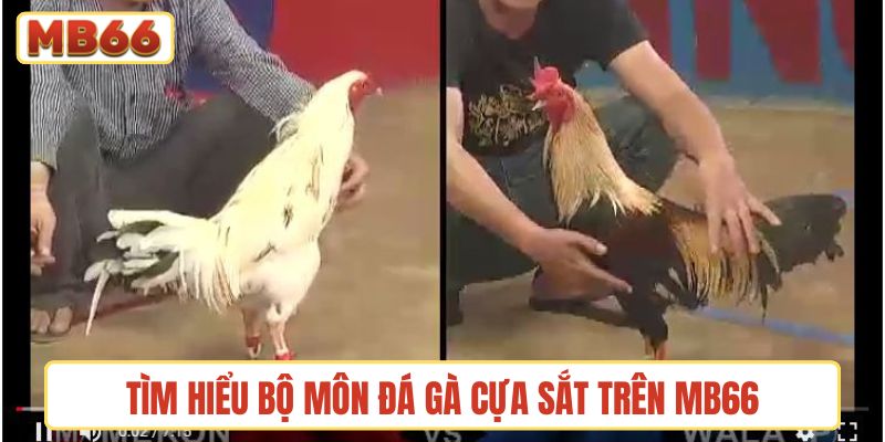 Tìm hiểu bộ môn đá gà cựa sắt trên MB66