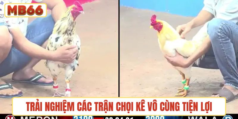 Trải nghiệm các trận chọi kê tiện lợi trên đa nền tảng